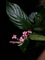 Arachnothryx calycosa