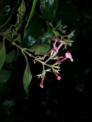 Arachnothryx calycosa