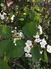 Crataegus scabrida