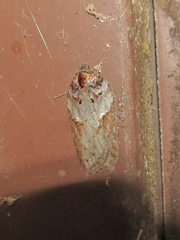 Acleris busckana