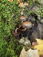 Psathyrella