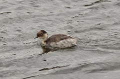 Podiceps occipitalis juninensis