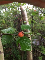 Crataegus scabrida