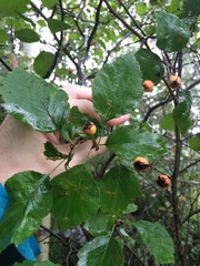 Crataegus scabrida