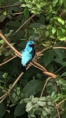Cotinga
