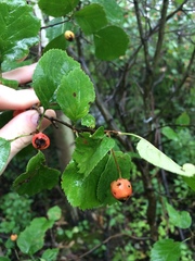 Crataegus scabrida