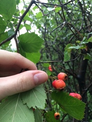 Crataegus scabrida