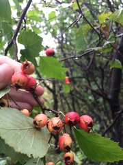 Crataegus scabrida