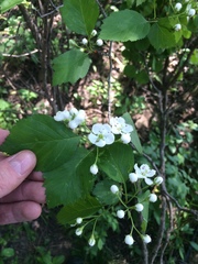 Crataegus scabrida