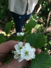Crataegus scabrida