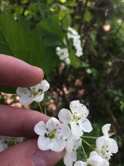 Crataegus scabrida