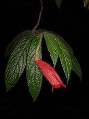 Columnea anisophylla