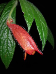 Columnea anisophylla