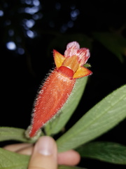 Columnea anisophylla