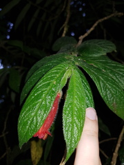 Columnea anisophylla