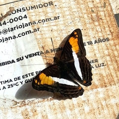 Adelpha thesprotia
