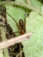 Corinnoidea