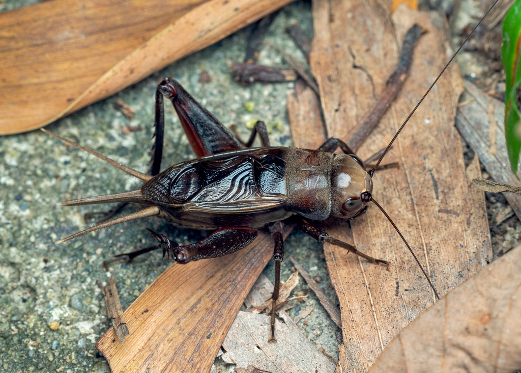 【加】2939e 時代 中国 逸公 陰陽魚摘朱泥急須 在銘 / 煎茶道具 唐物 重器| \u201c鲲鹏展翅\u201d！中国造亚洲最强\u201c造岛神器\u201d成功下水_手机新浪网