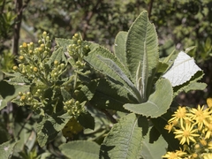 Acrisione cymosa