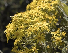 Acrisione cymosa