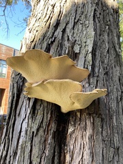 Cerioporus squamosus