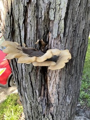 Cerioporus squamosus