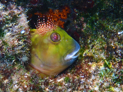 Molly Miller (Scartella cristata) · iNaturalist