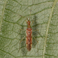 Dicyphus famelicus