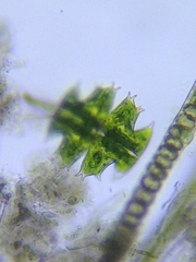 Micrasterias depauperata