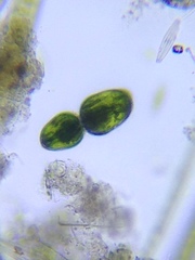 Pleurotaenium ovatum