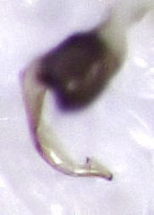 Deraeocoris maoricus