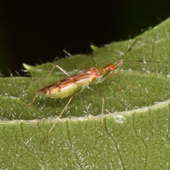 Dicyphus famelicus