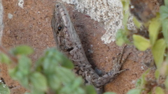 Podarcis guadarramae