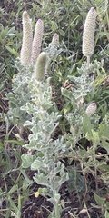 Dalea obovata
