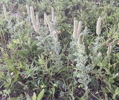 Dalea obovata
