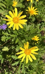 Euryops chrysanthemoides