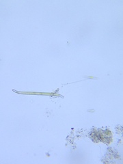 Gyrosigma acuminatum
