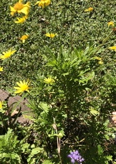 Euryops chrysanthemoides