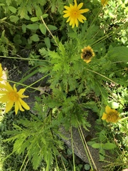 Euryops chrysanthemoides