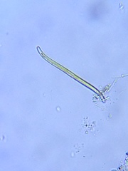 Gyrosigma acuminatum