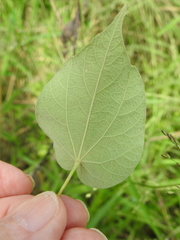 Wissadula amplissima