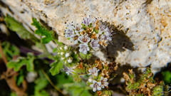 Phacelia rupestris