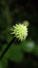 Hydrocotyle ramiflora