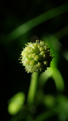 Hydrocotyle ramiflora