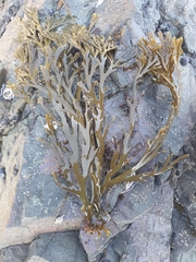 Xiphophora chondrophylla