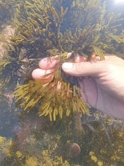 Xiphophora chondrophylla