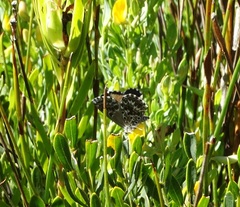 Lepidochrysops methymna methymna