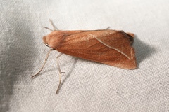 Compsoptera opacaria