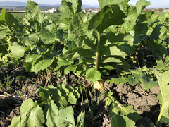 Raphanus sativus longipinnatus