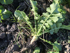 Raphanus sativus longipinnatus